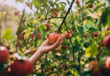 apple