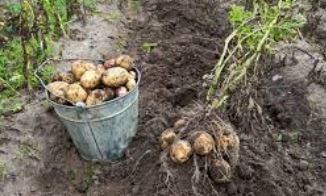 potatoes